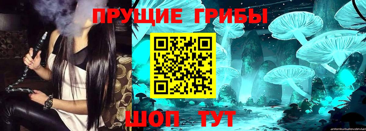 Кировск  Псилоцибиновые грибы Psilocybine cubensis  Вход с VPN 